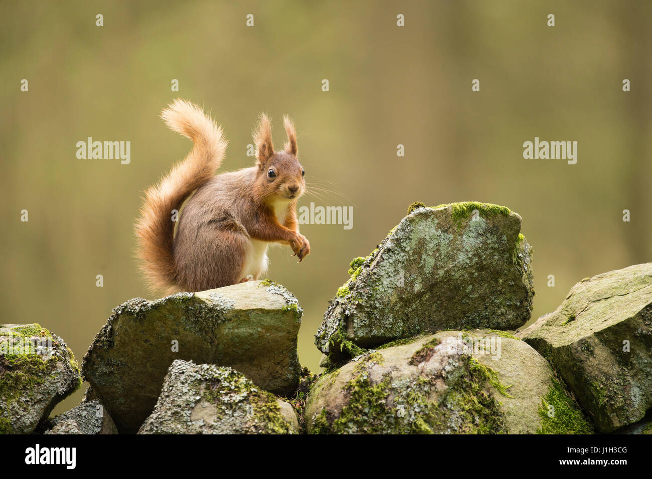 Scoiattolo rosso adulto a secco sul muro di pietra nella foresta impostazione, molla, North Yorkshire, Regno Unito Foto Stock