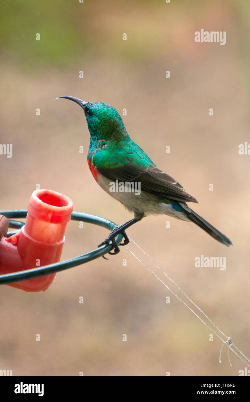 Minore con spallamento doppio sunbird sullo zucchero alimentatore , Sud Africa Foto Stock