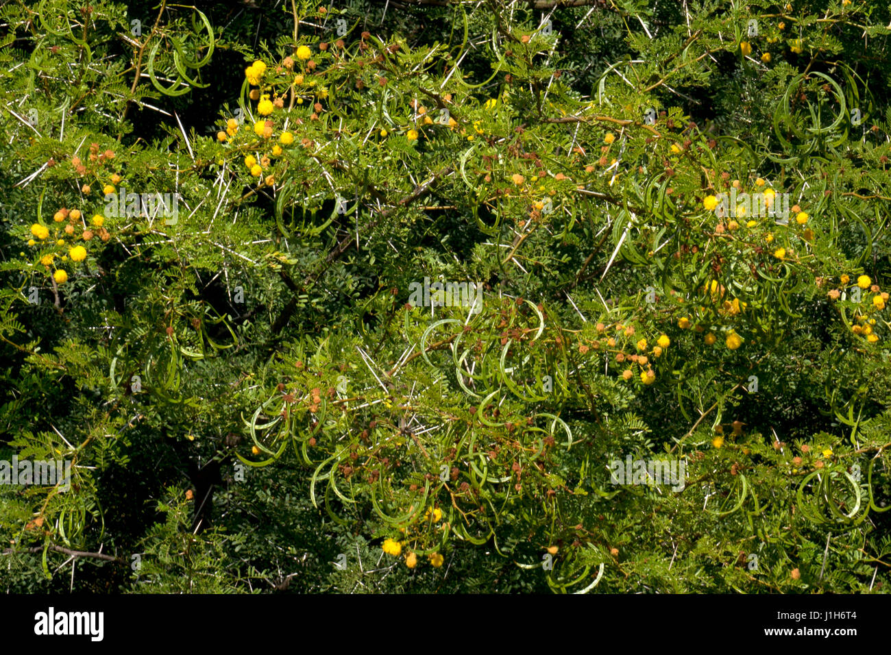 Fiori di colore giallo sul capo thorn tree, Western Cape, Sud Africa Foto Stock