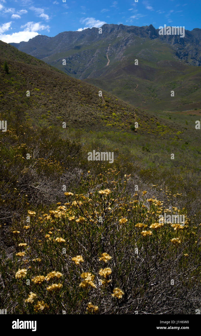 Colline e paesaggio intorno al Robinson , Western Cape, Sud Africa Foto Stock