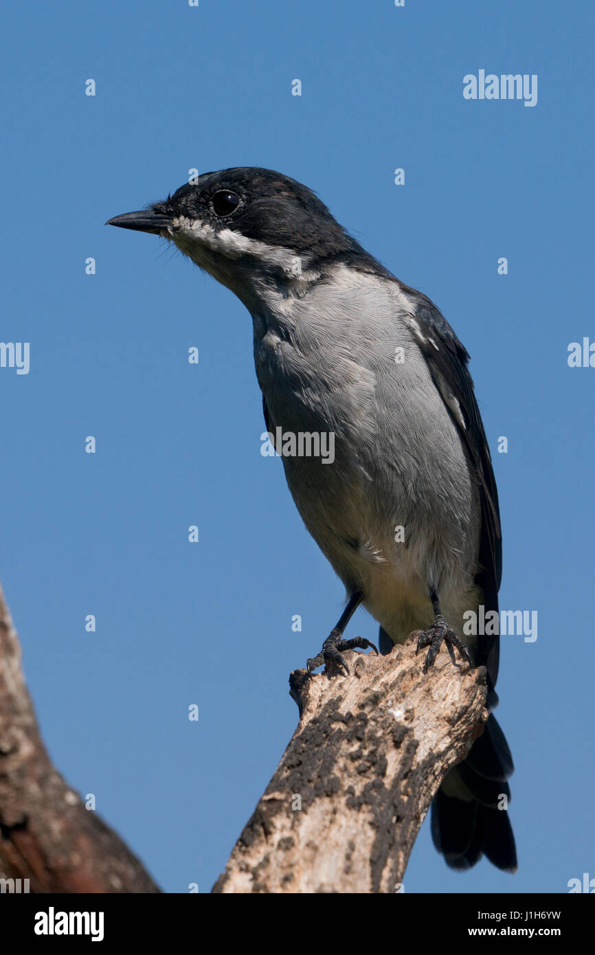 Fiscal Shrike uccello sull albero nella Western Cape,Sud Africa Foto Stock