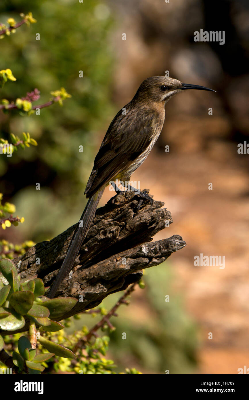 Cape sugarbird, Western Cape, Sud Africa Foto Stock