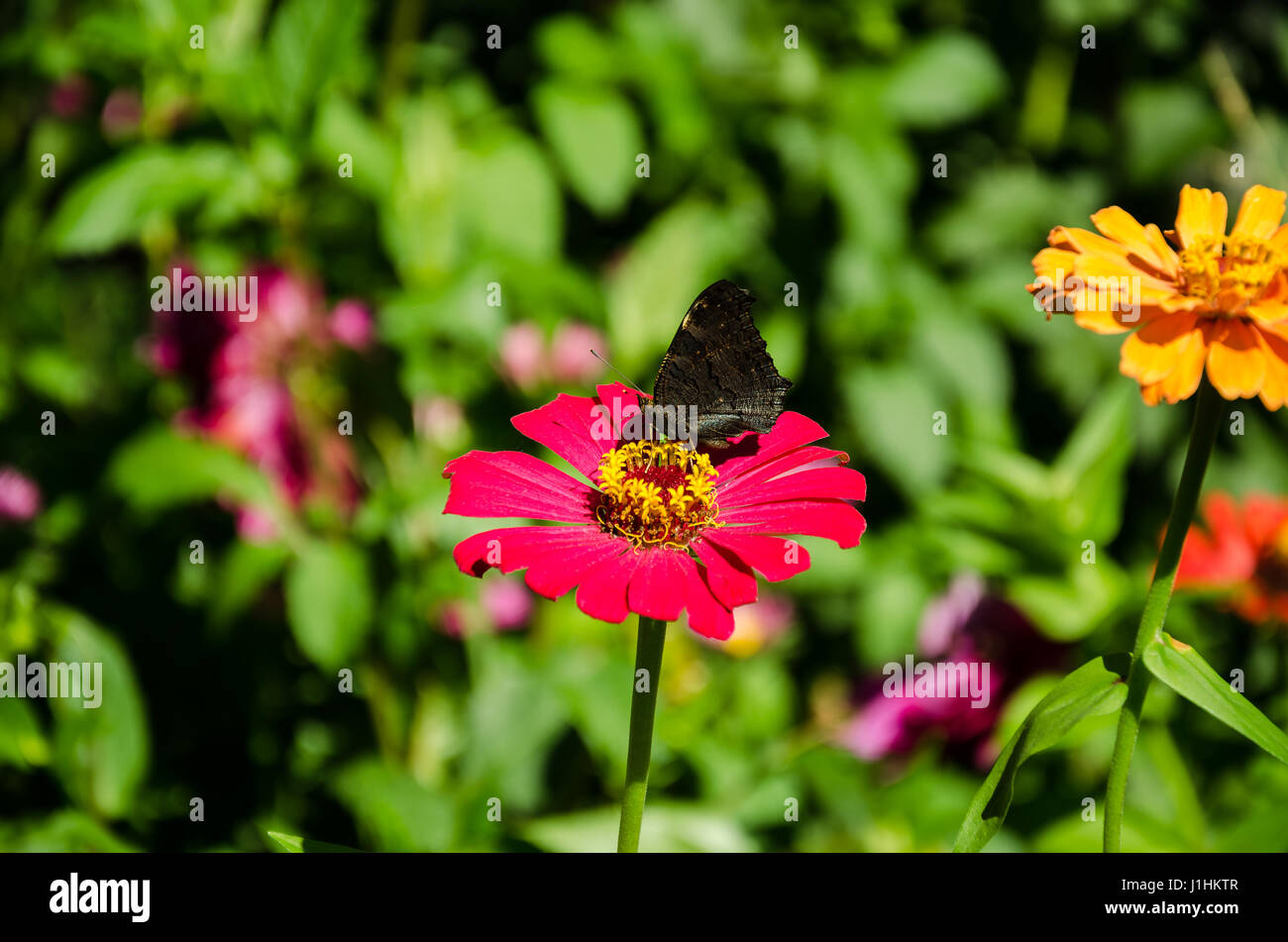 Nel giardino estivo red bel fiore con una stupenda farfalla insetto su uno sfondo verde Foto Stock