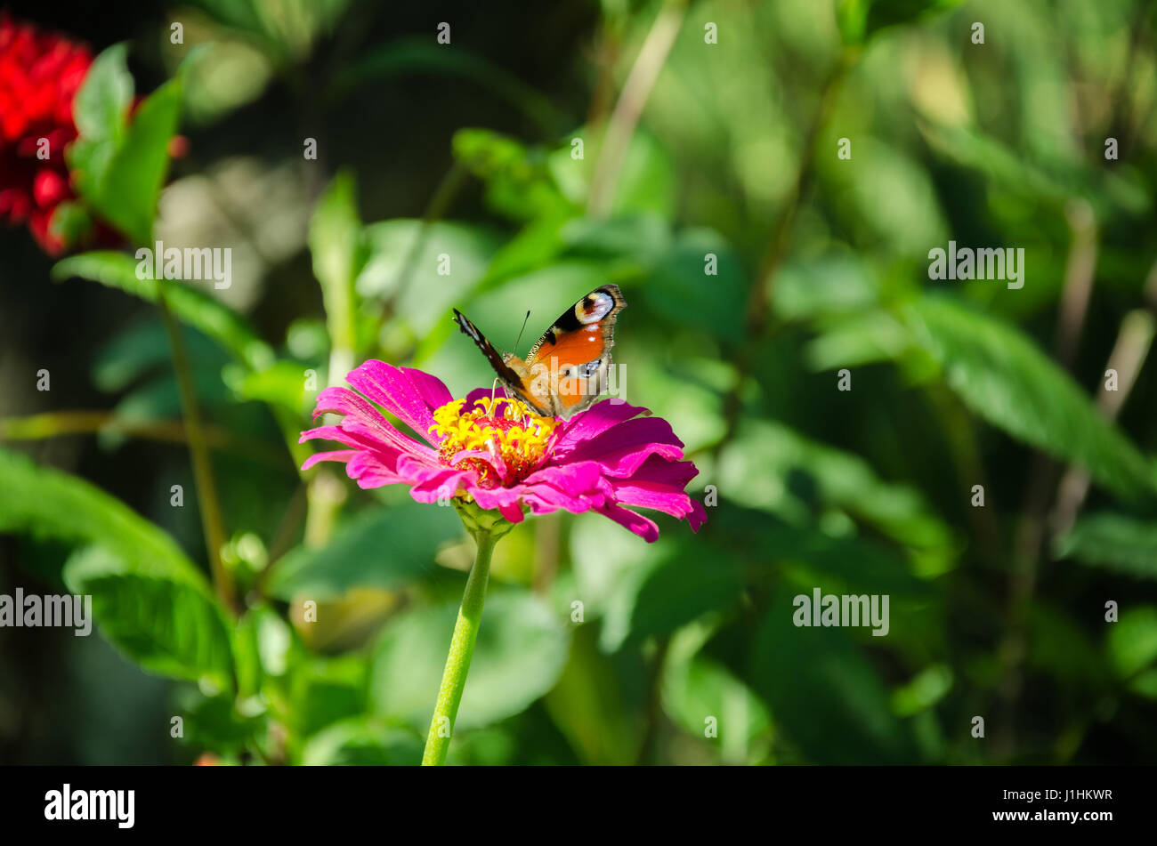 Nel giardino estivo rosa fiore bellissimo con una stupenda farfalla insetto su uno sfondo verde Foto Stock
