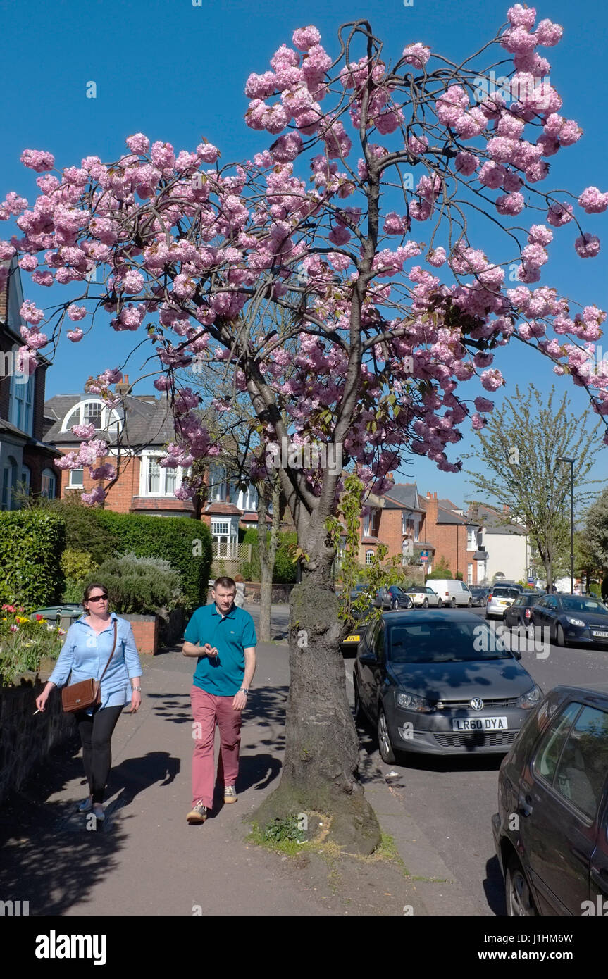 Fiore rosa sugli alberi a Londra. Foto Stock