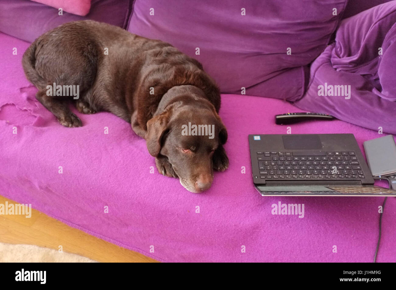 Cane sul divano Foto Stock