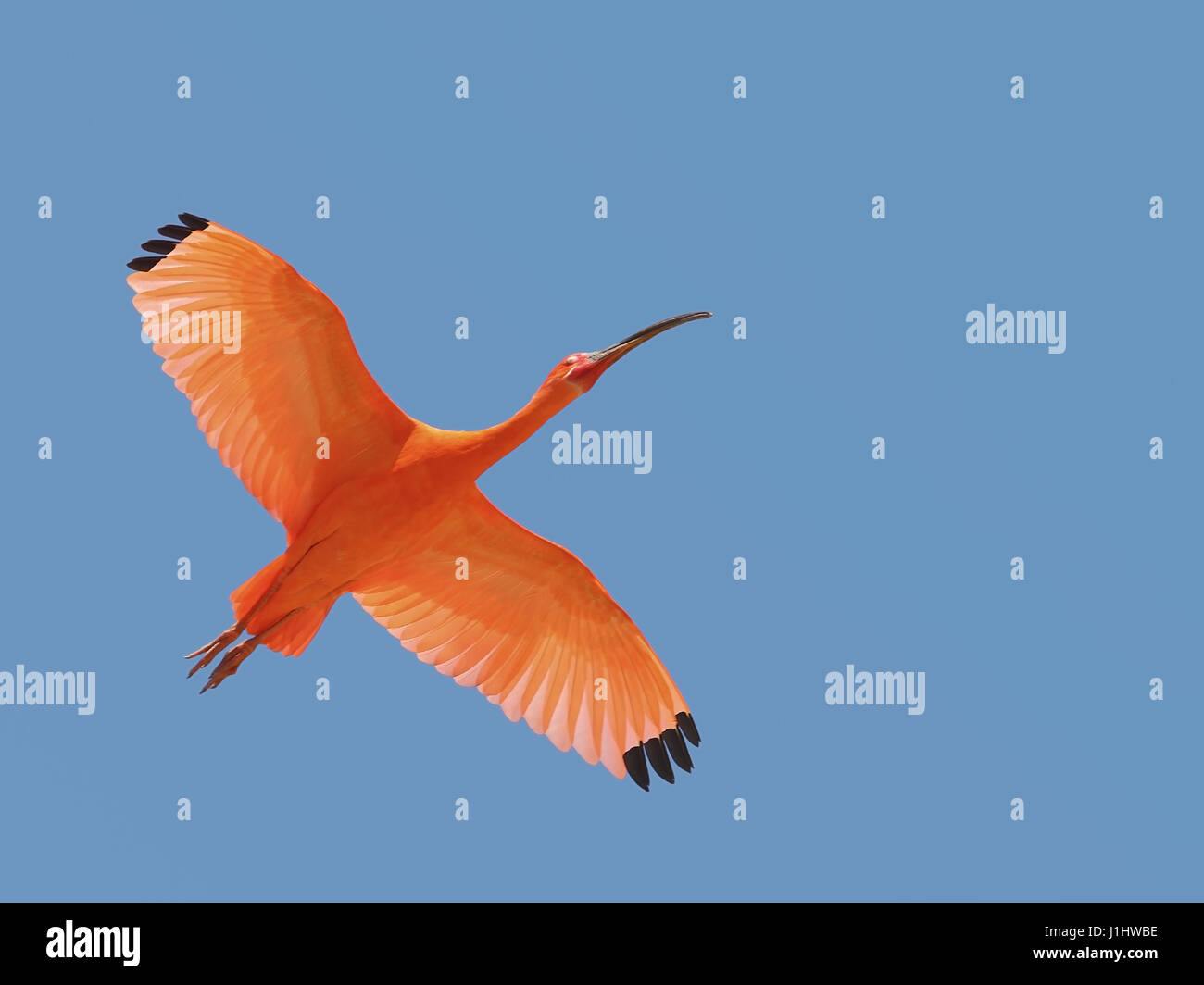Scarlet Ibis (Eudocimus ruber) visto dalla sottostante in volo nel cielo blu sullo sfondo Foto Stock