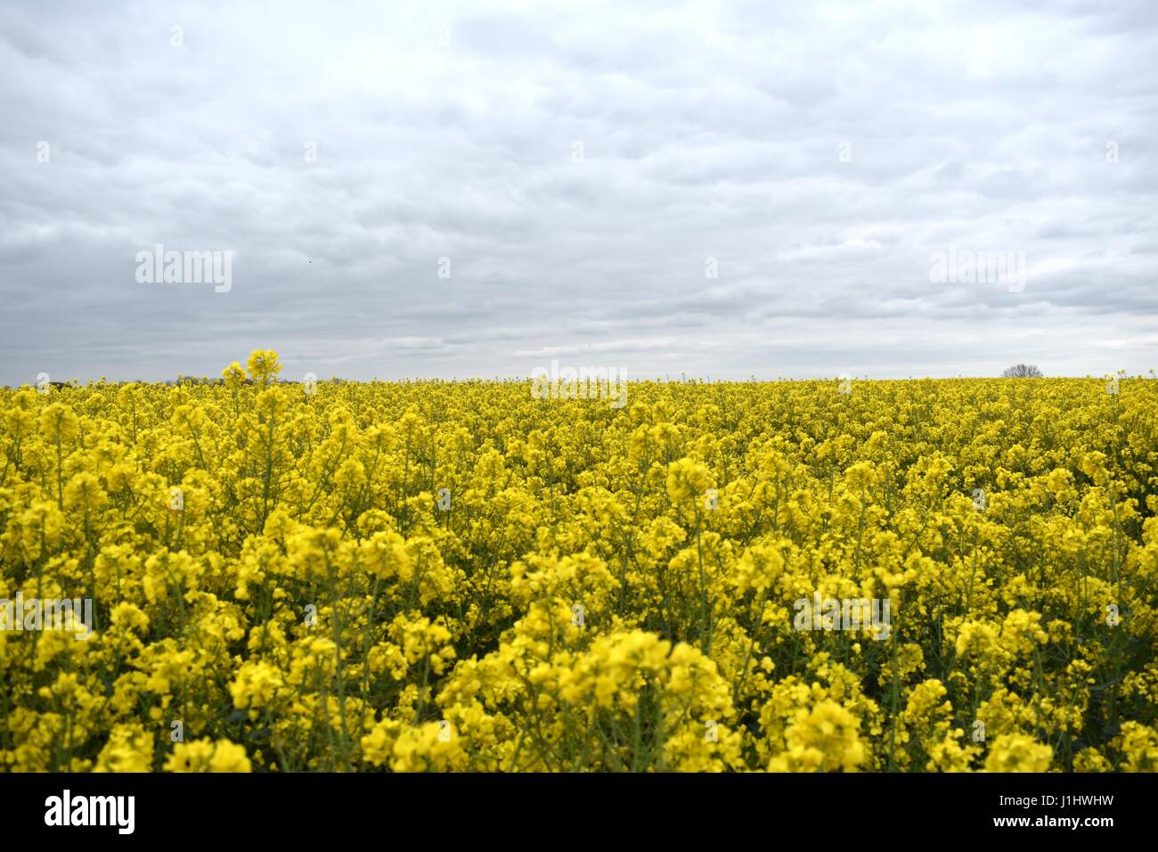 Olio di colza canola field di fiori gialli in fiore Foto Stock Olio di colza canola field di fiori gialli in fiore Foto Stock