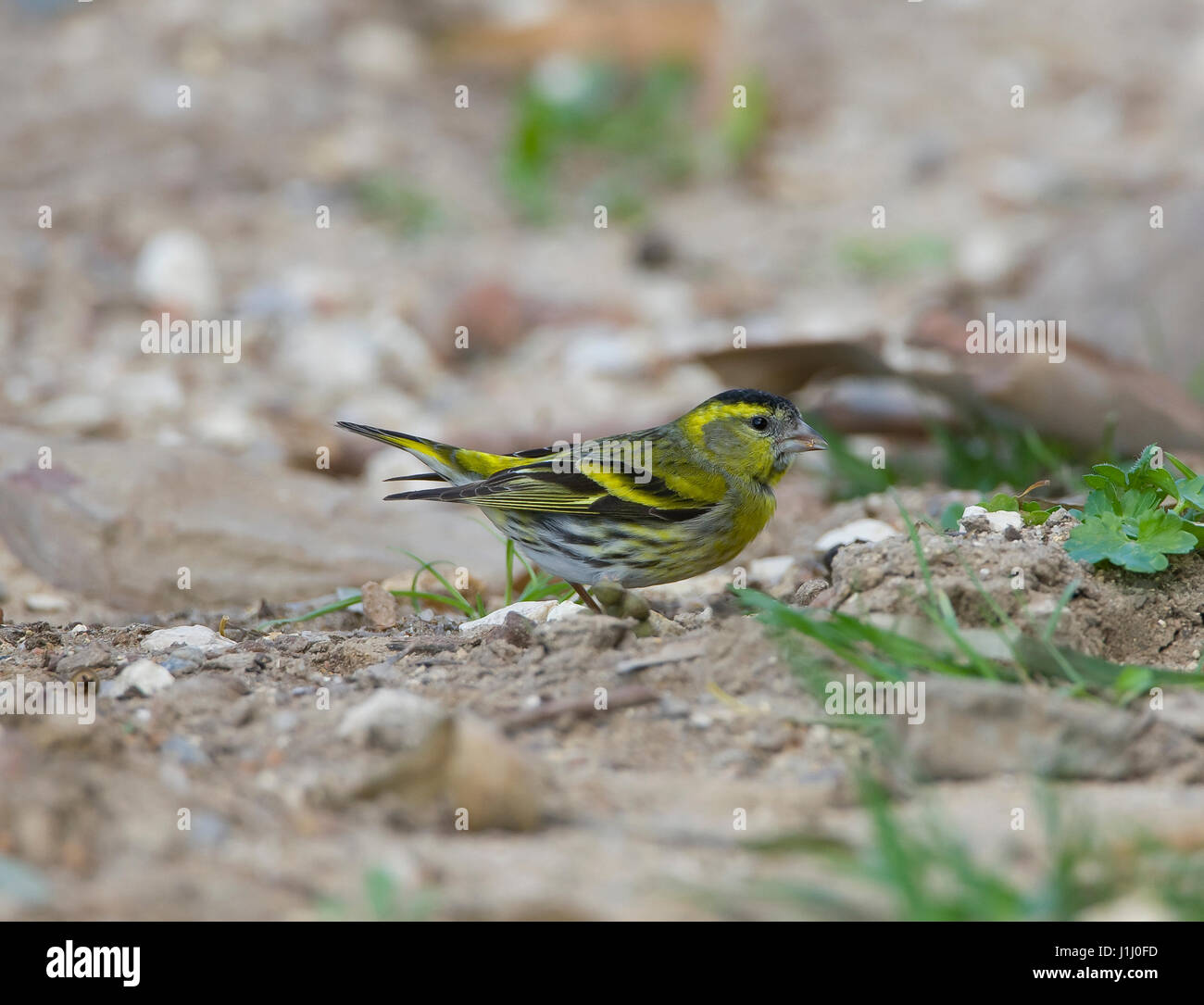 Maschio Lucherino Carduelis dorsali in inverno piumaggio avanzamento sul terreno Foto Stock