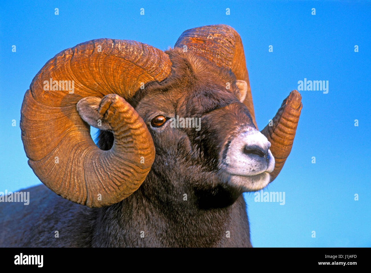 Ritratto di Bighorn Ram, full-curl, ritratto da vicino Foto Stock
