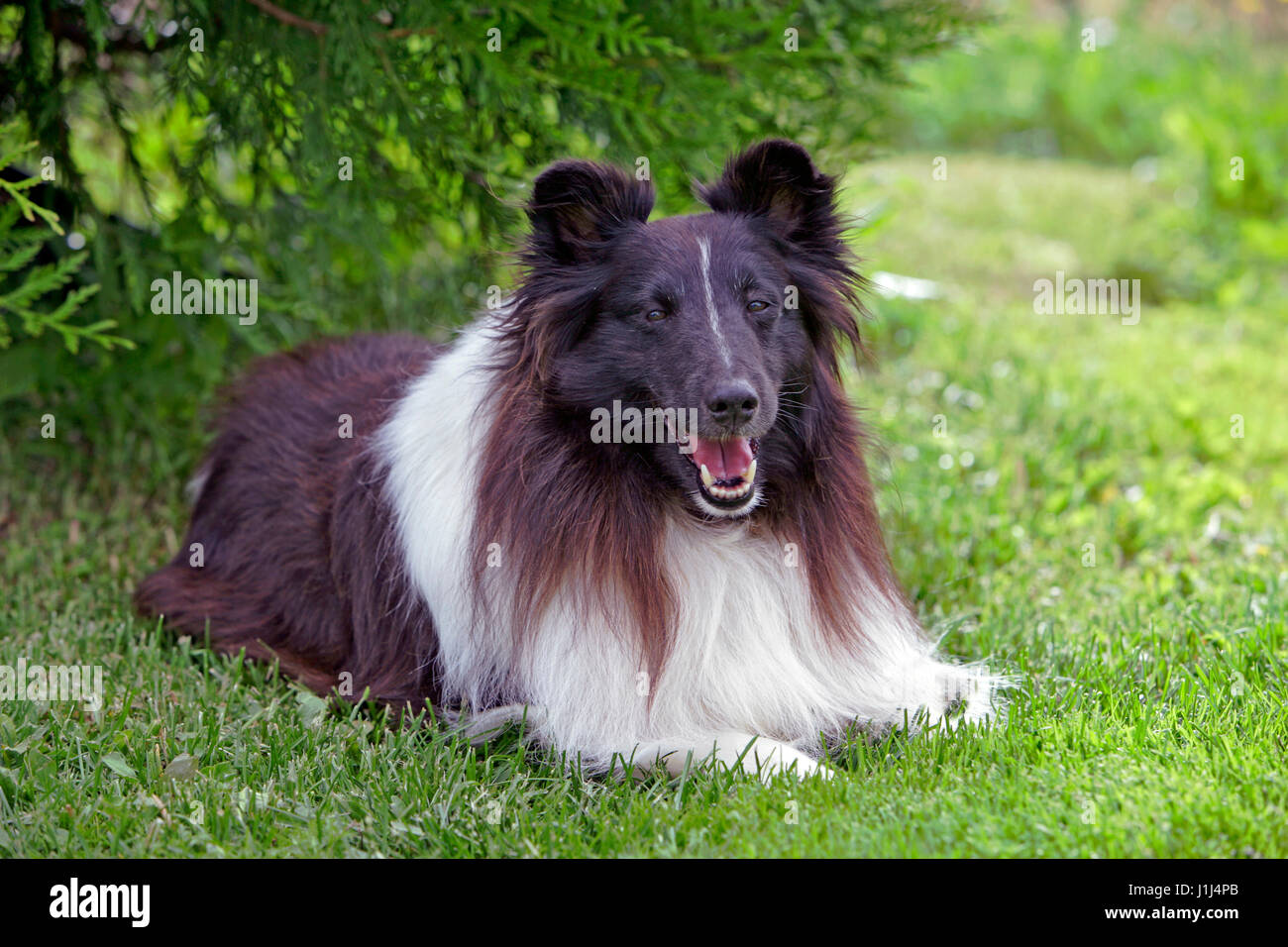 Shetland Sheepdog seduto in erba, ritratto Foto Stock