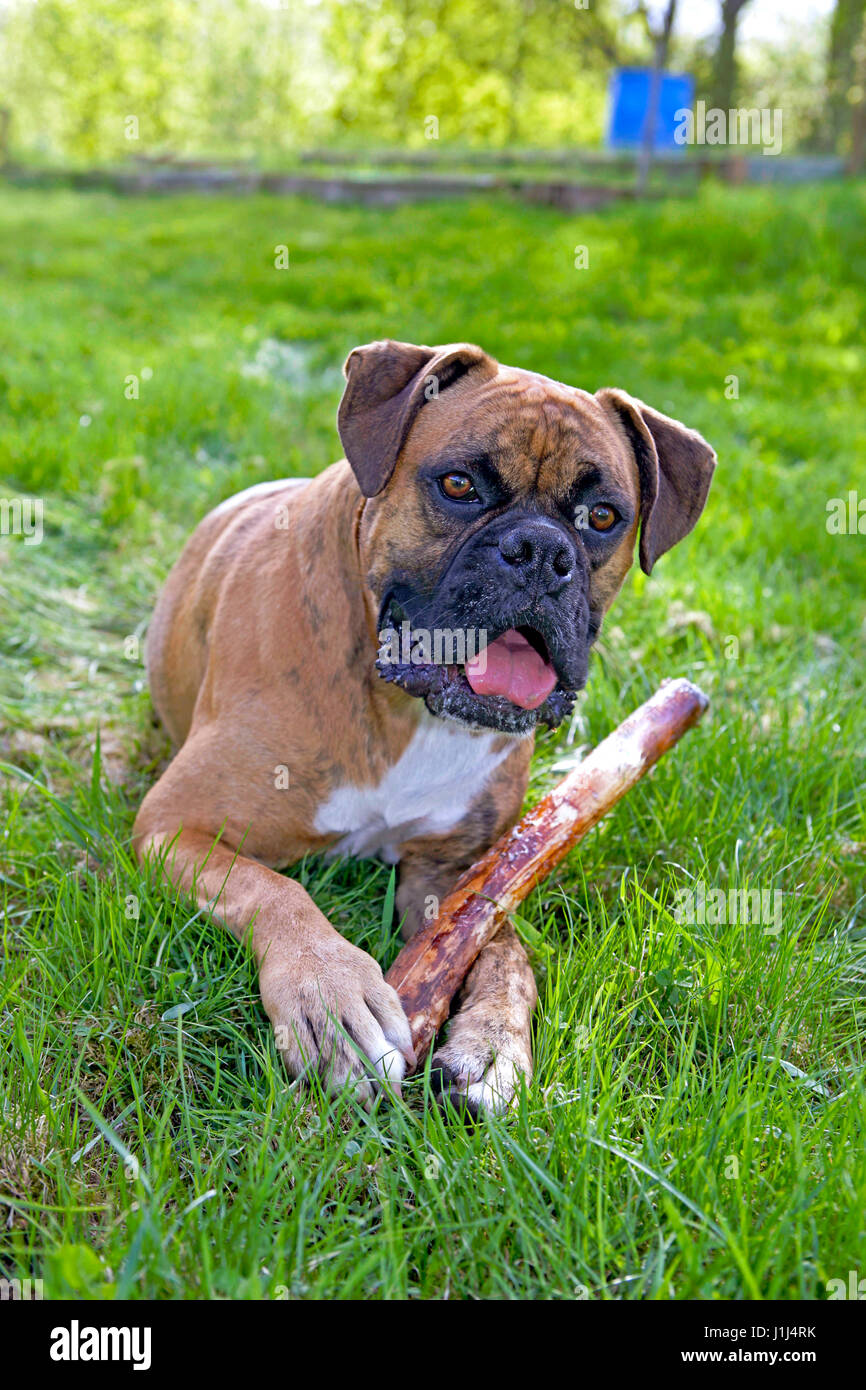 Cane Boxer, maschio giacente in erba, tenendo stick, avviso Foto Stock