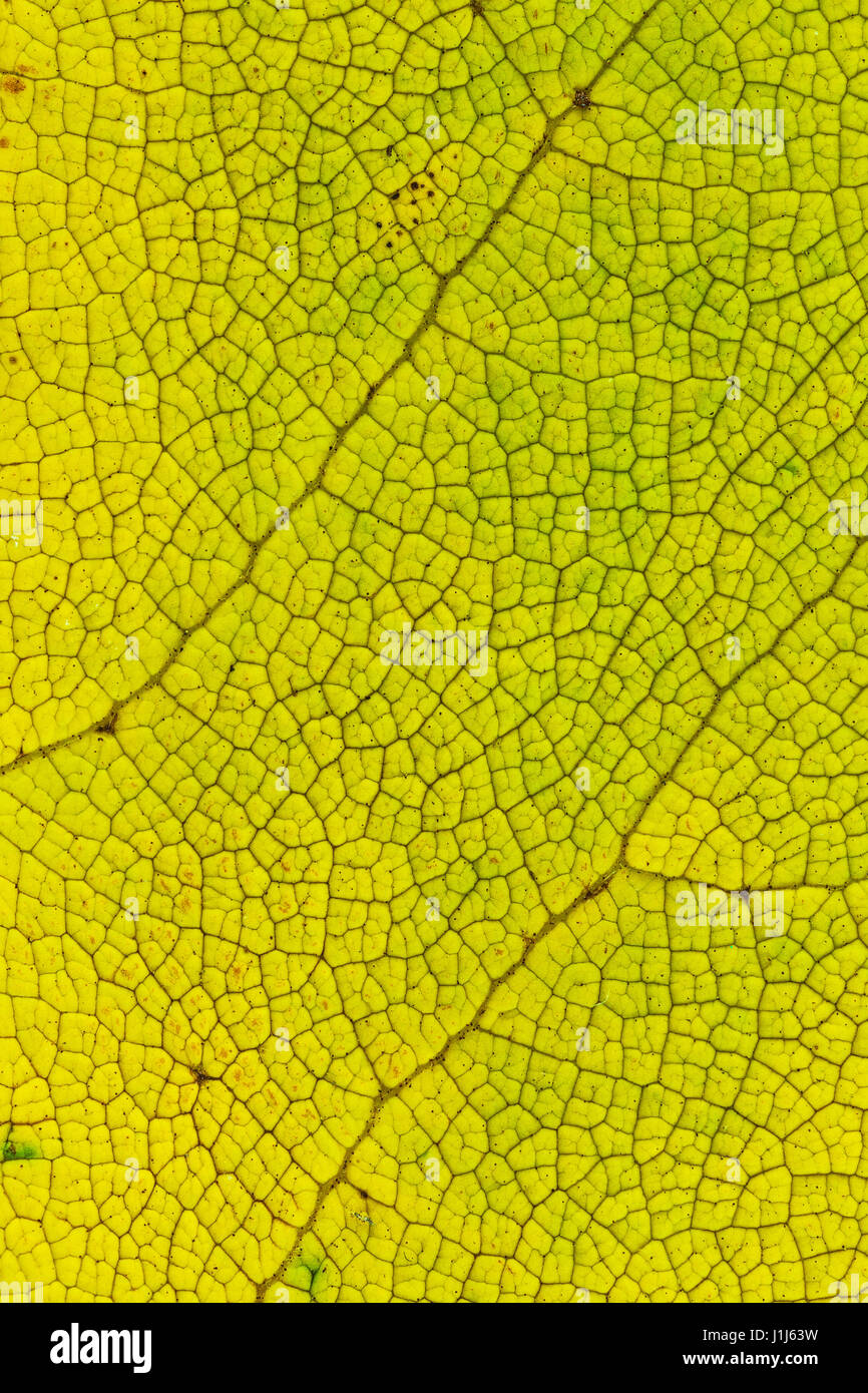 Caduta yellow leaf texture macro closeup. Bellissimo modello naturale, l'immagine verticale Foto Stock
