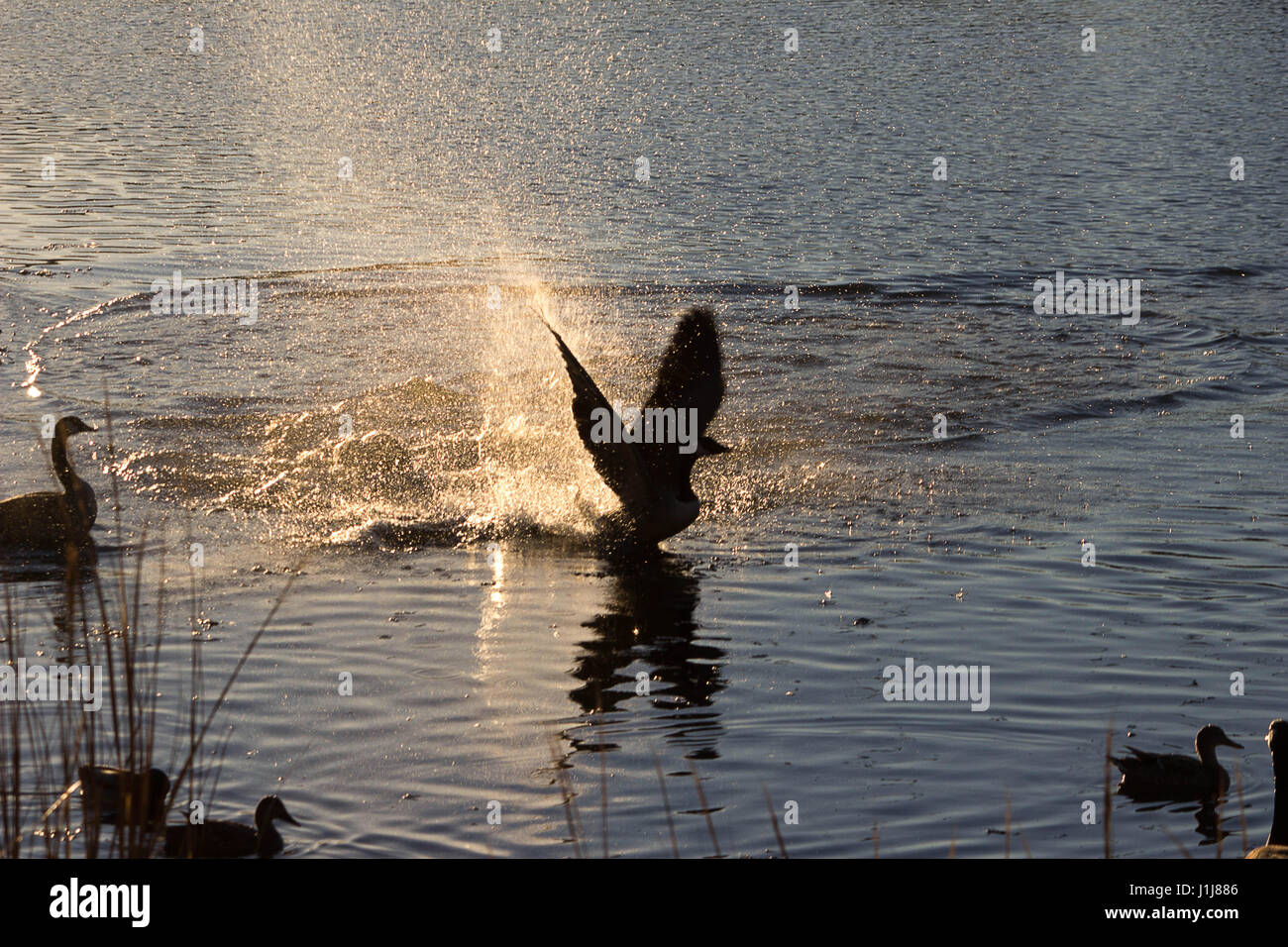 Natura astratta e paesaggi Foto Stock