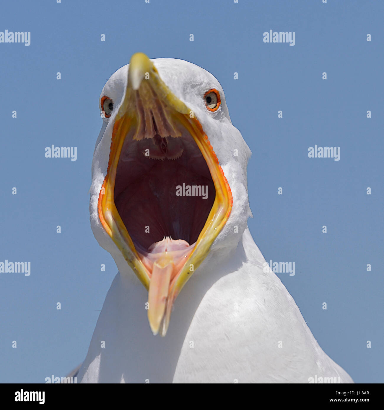 Primo piano giallo-zampe (gabbiano Larus michahellis) vista anteriore con il grande becco aperto nel cielo azzurro sfondo in Italia Foto Stock