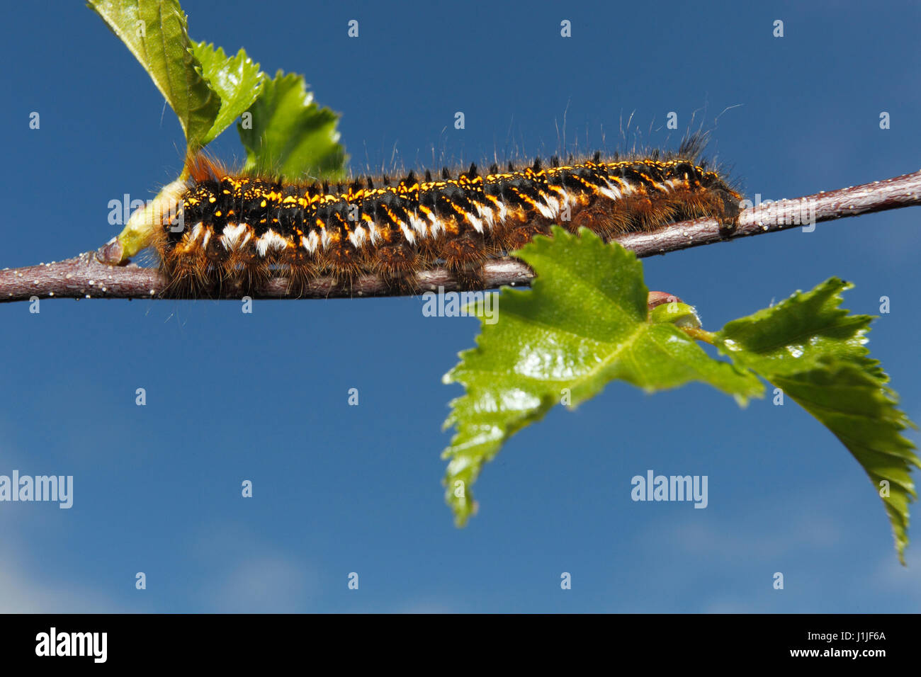 Hairy Caterpillar Foto Stock