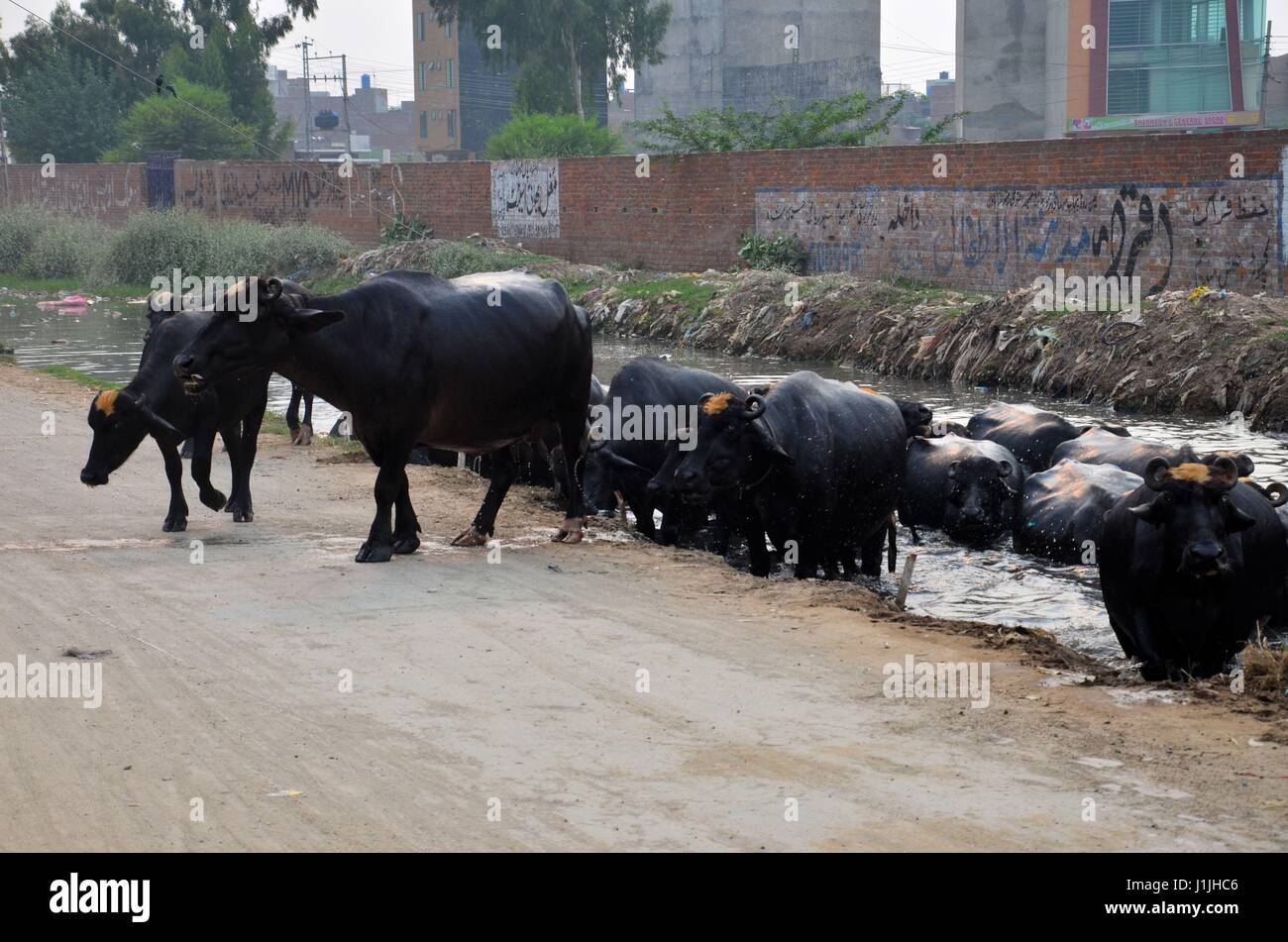 Mandria di bufali d'acqua di henna ciuffi tinti fuoriesce dal canale nei sobborghi di Lahore Pakistan Foto Stock