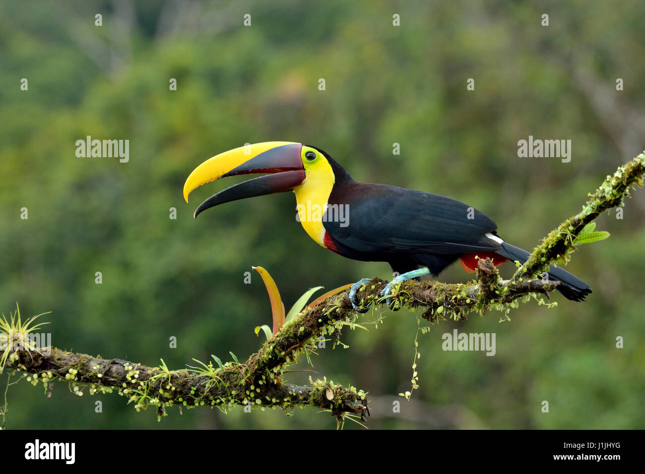 Chestnut-mandibled Toucan in Costa Rica rain forest Foto Stock