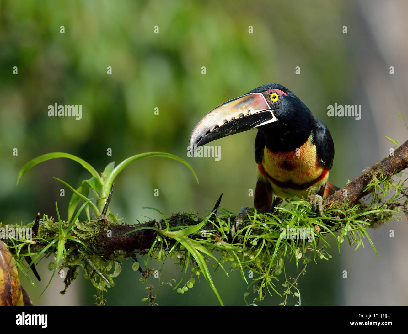 Aracari collare nella foresta pluviale tropicale Foto Stock