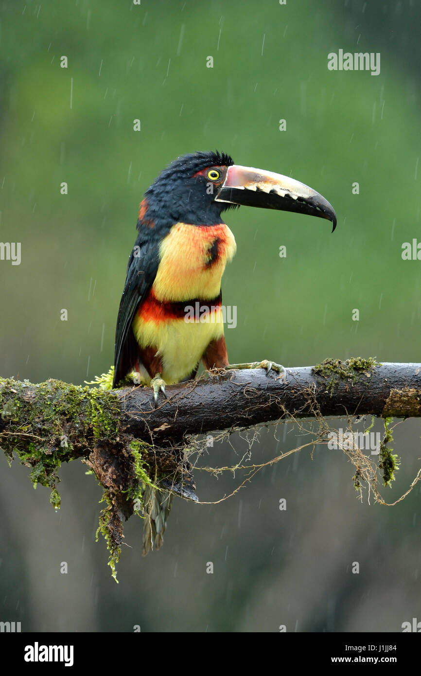 Aracari collare nella foresta pluviale tropicale Foto Stock