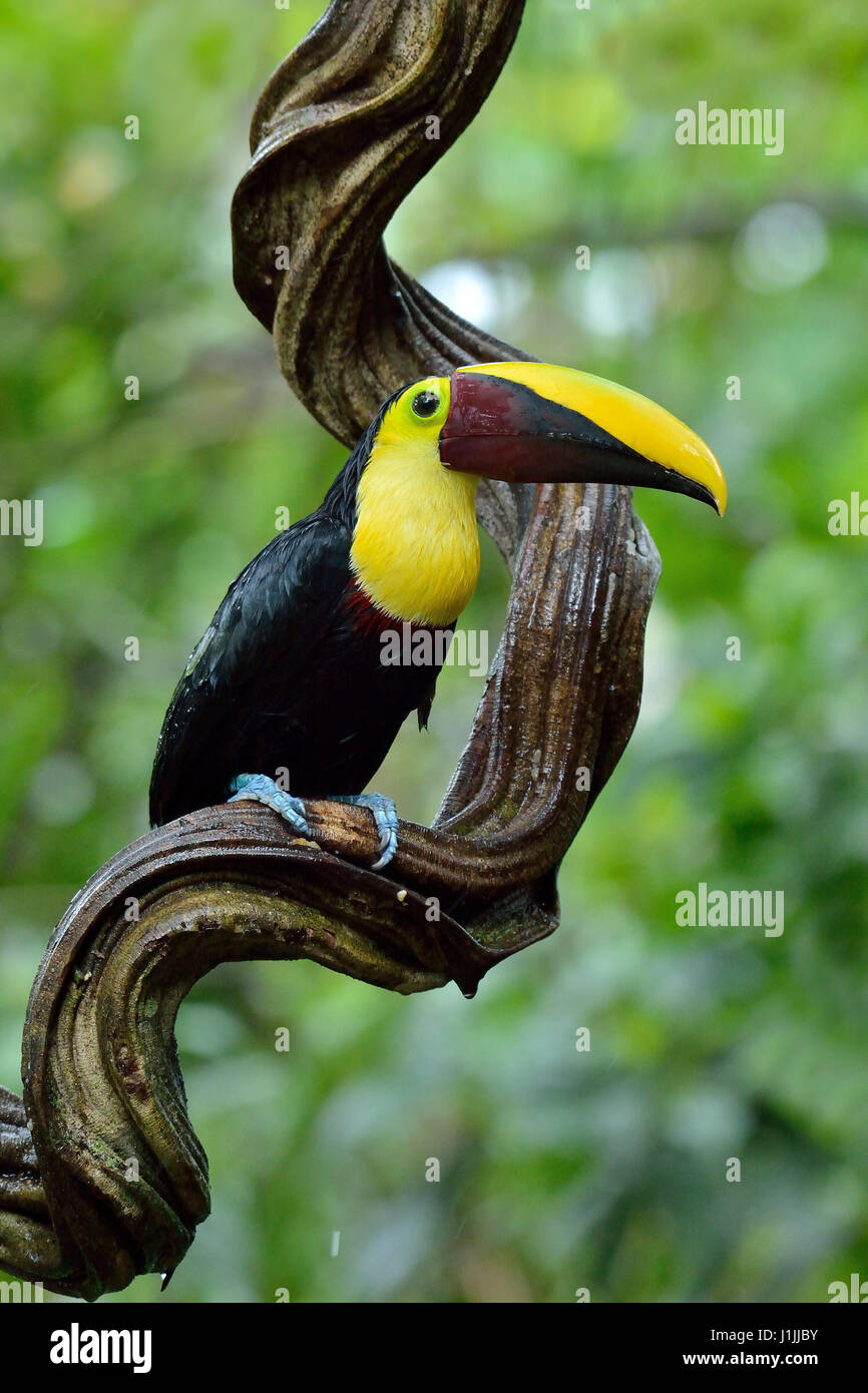 Chestnut-mandibled Toucan in Costa Rica rain forest Foto Stock