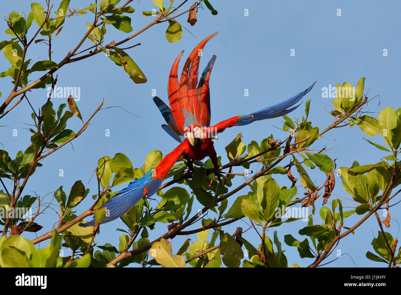 Scarlet Macaws nel Parco Nazionale di Corcovado Costa Rica Foto Stock