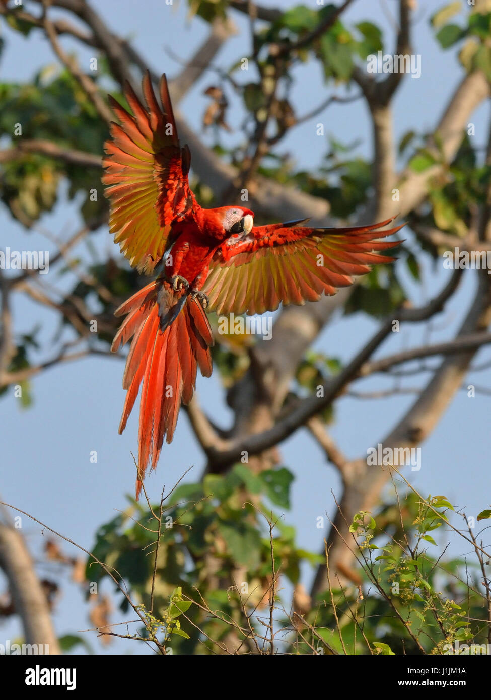 Scarlet Macaws nel Parco Nazionale di Corcovado Costa Rica Foto Stock