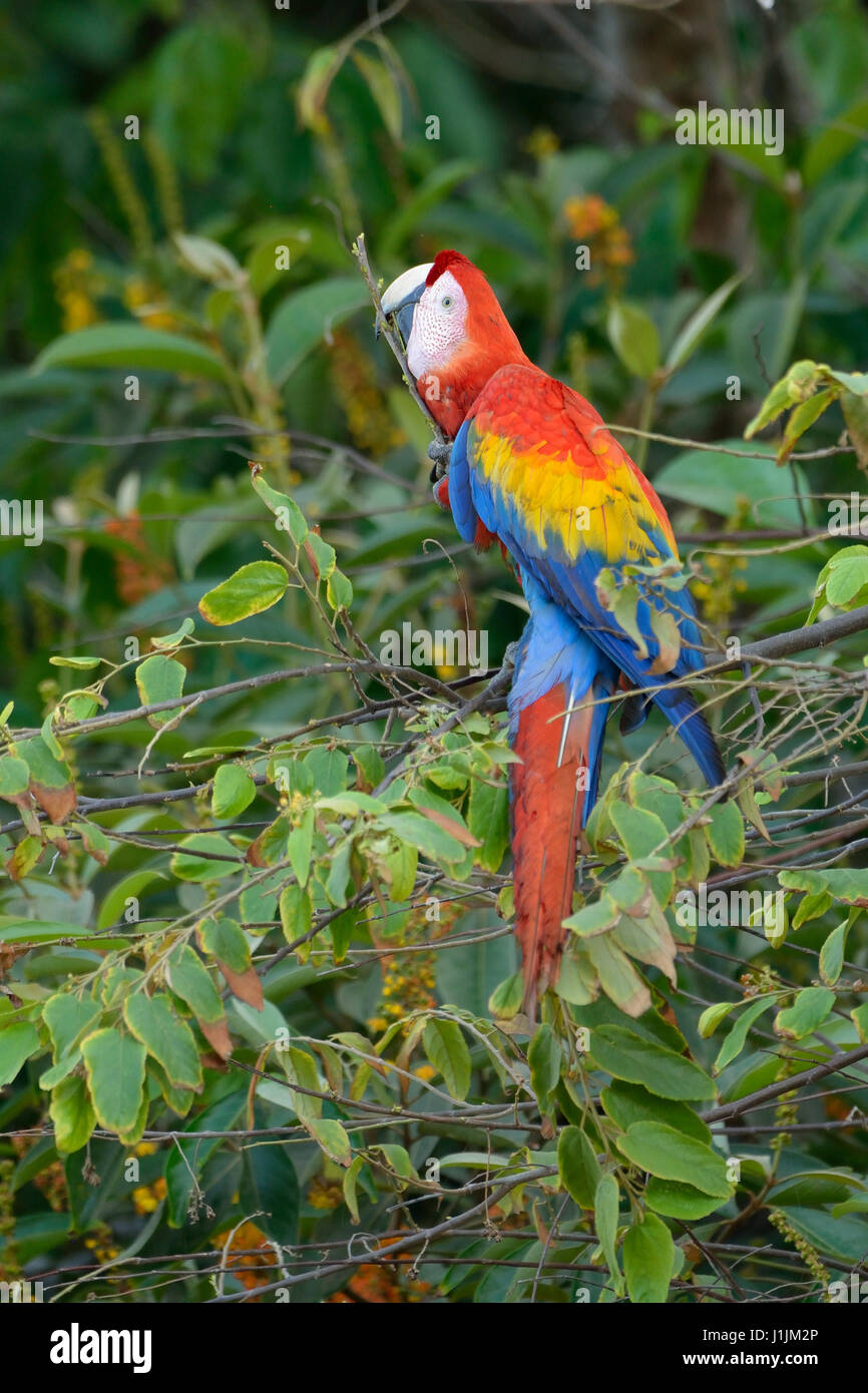 Scarlet Macaws nel Parco Nazionale di Corcovado Costa Rica Foto Stock