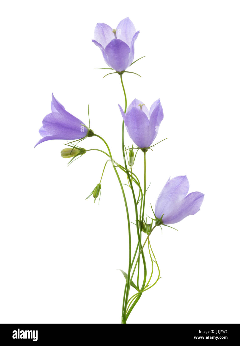 Quattro campanule isolato su bianco. Foto Stock