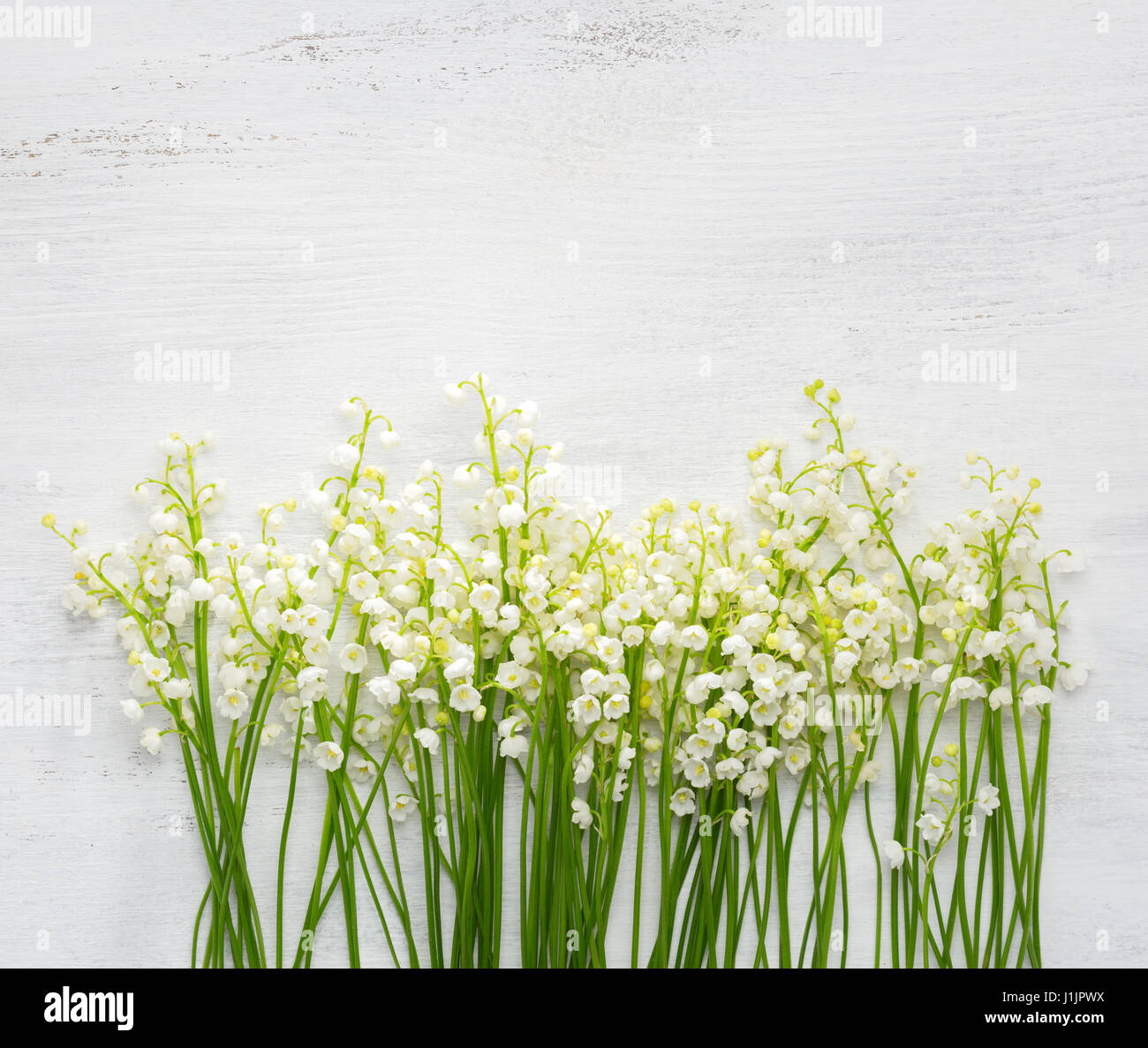 Mughetti su bianco squallido sfondo di legno Foto Stock