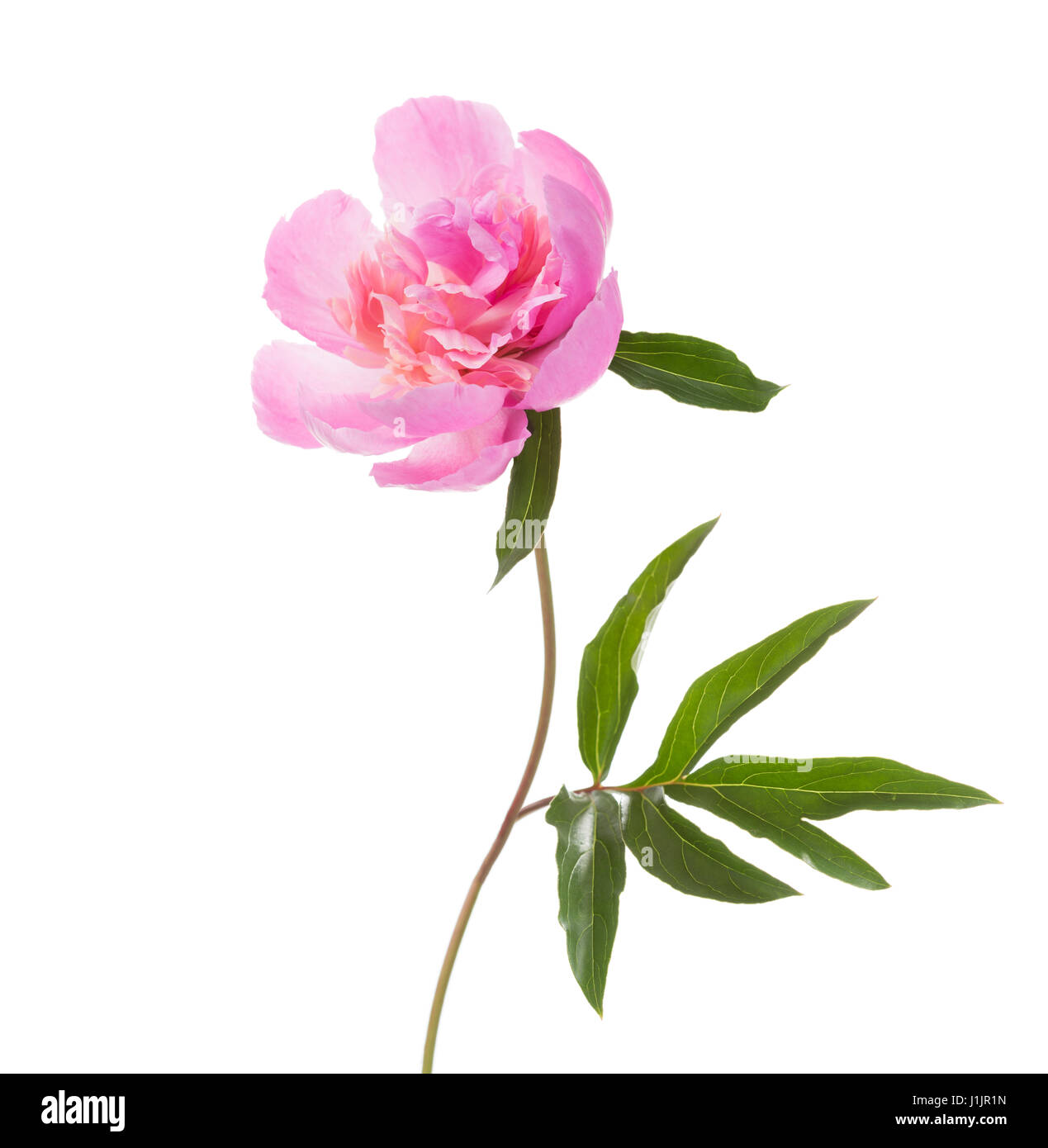 Rosa peonia isolati su sfondo bianco. Foto Stock