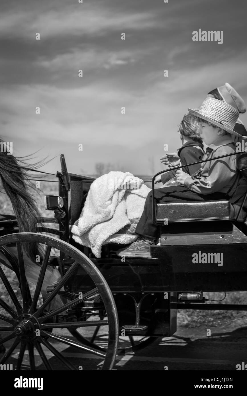 Ragazzo Amish in buggy Foto Stock
