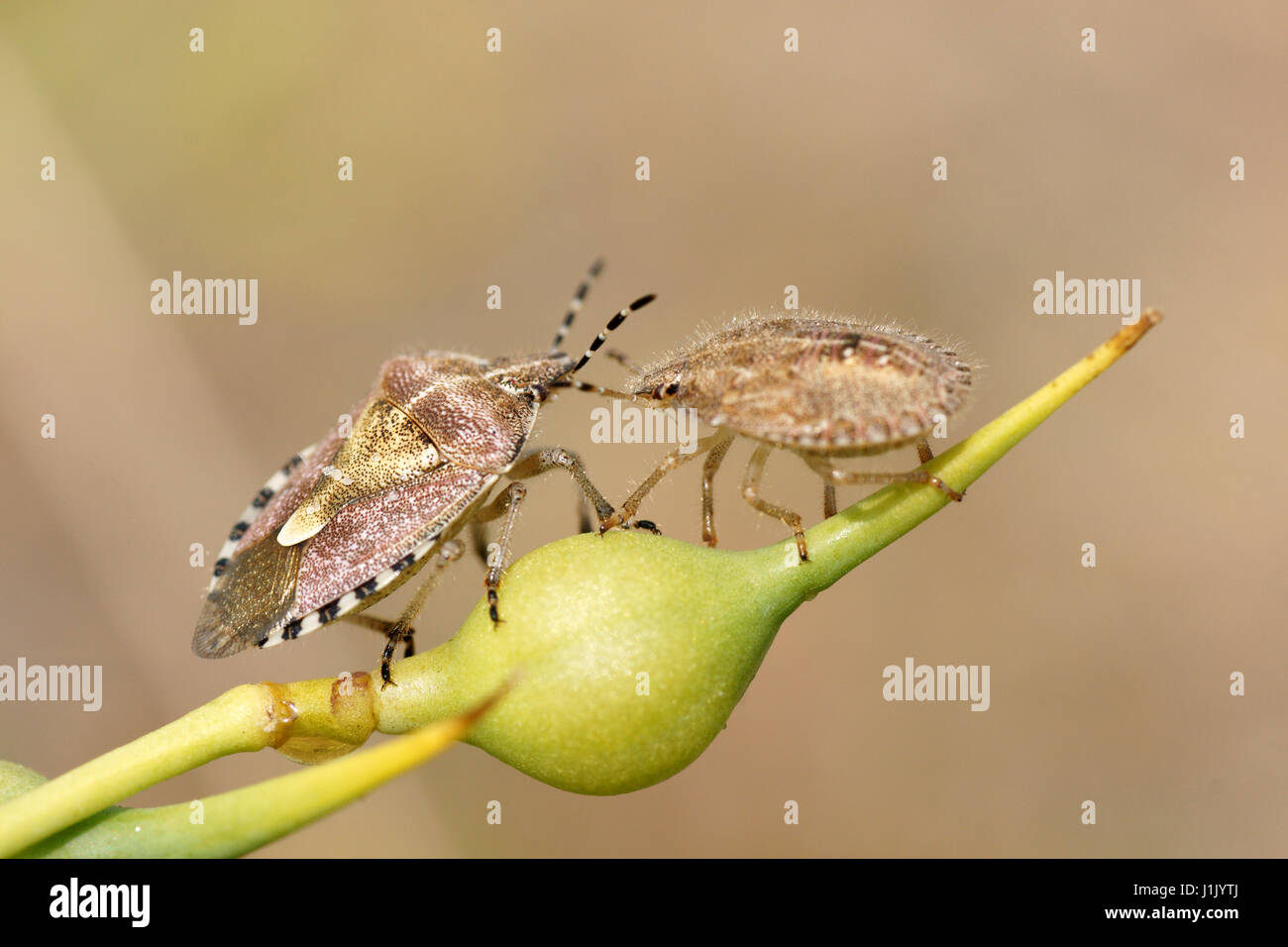 Dolycoris baccarum (Sloe Bug) Foto Stock