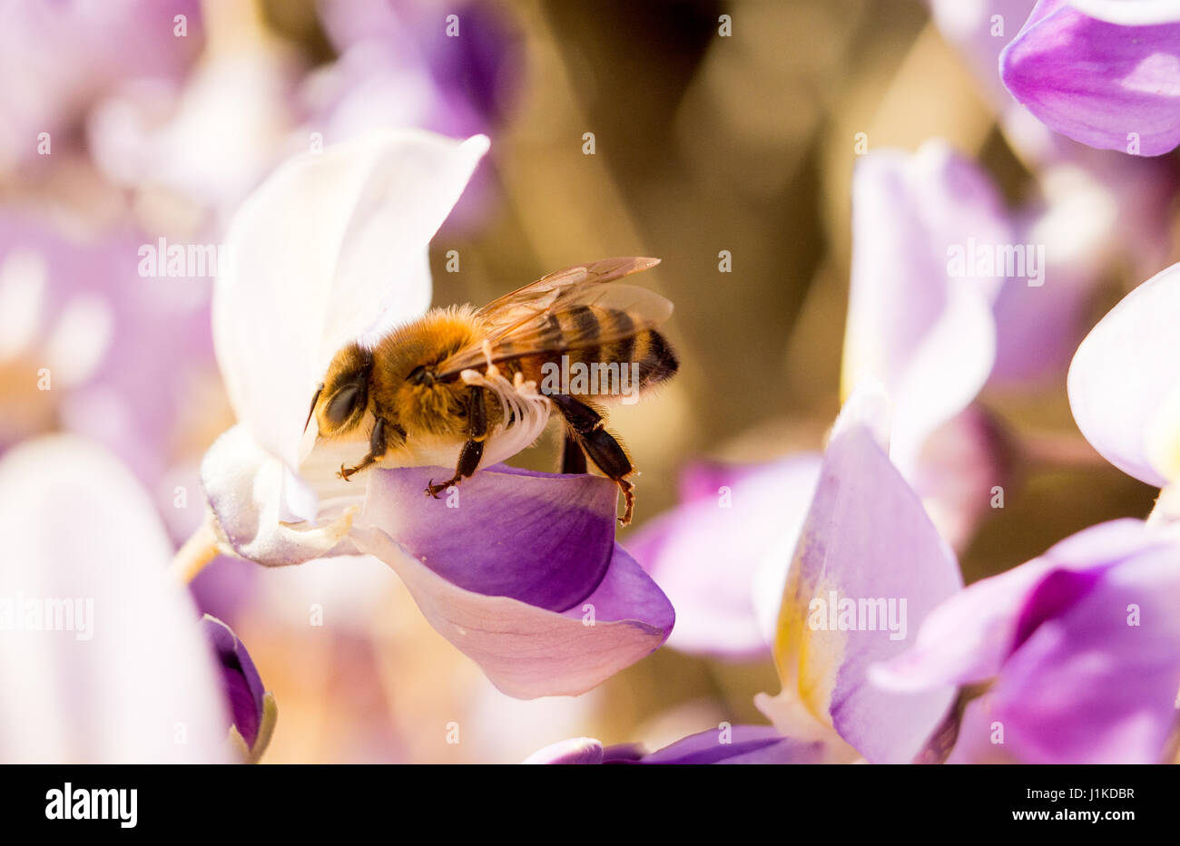 Ape operaio del miele (Hymenoptera) su una glicine viola in primavera sole Foto Stock