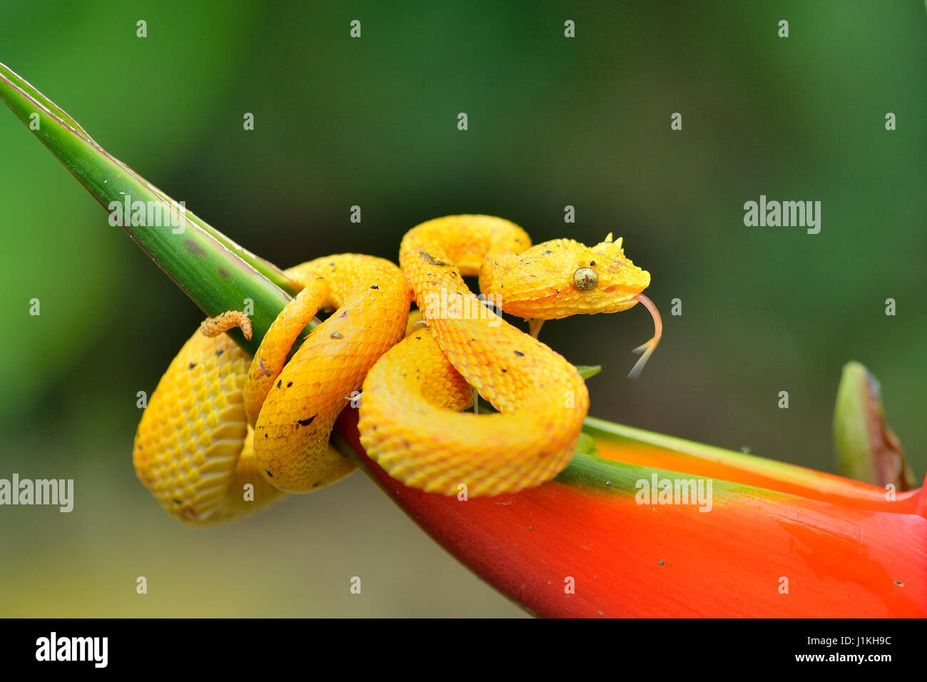 Per ciglia Pitviper Palm in Costa Rica foresta pluviale tropicale Foto Stock