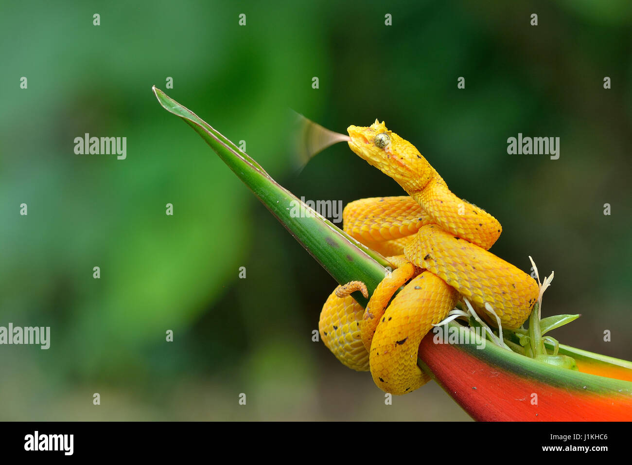 Per ciglia Pitviper Palm in Costa Rica foresta pluviale tropicale Foto Stock