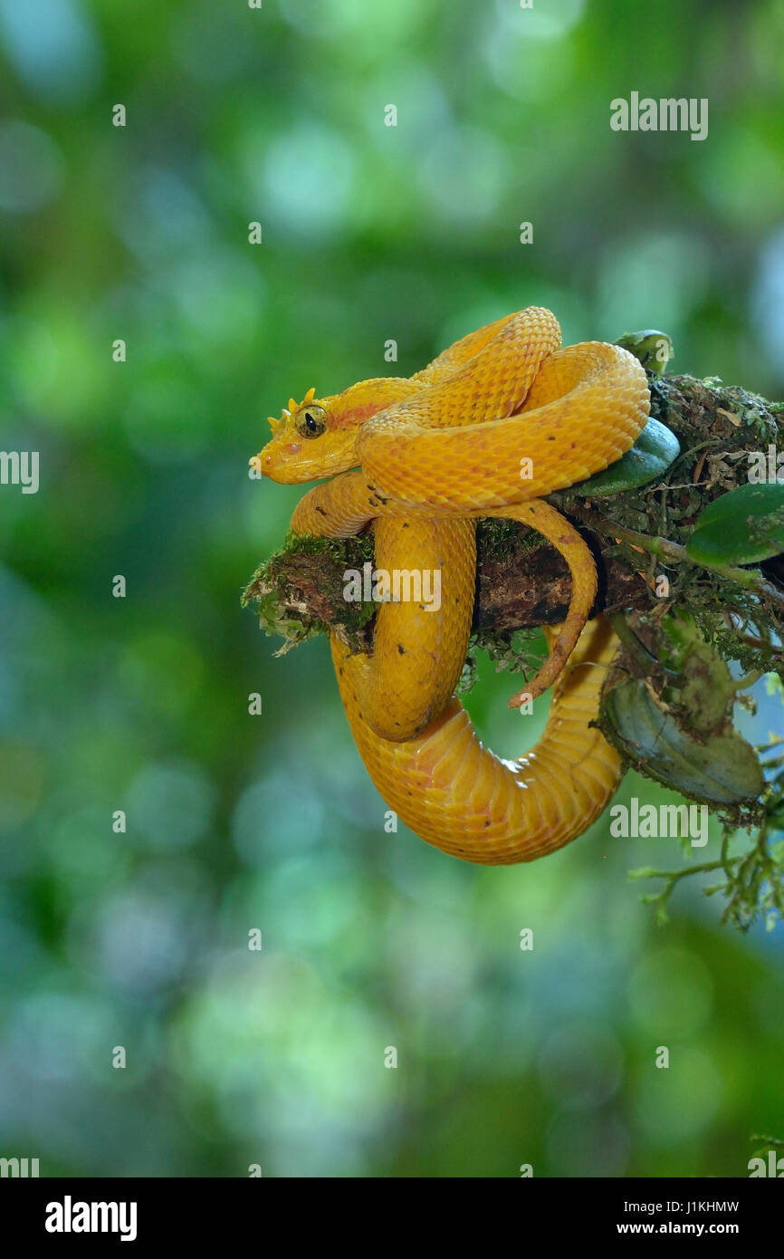 Per ciglia Pitviper Palm in Costa Rica foresta pluviale tropicale Foto Stock