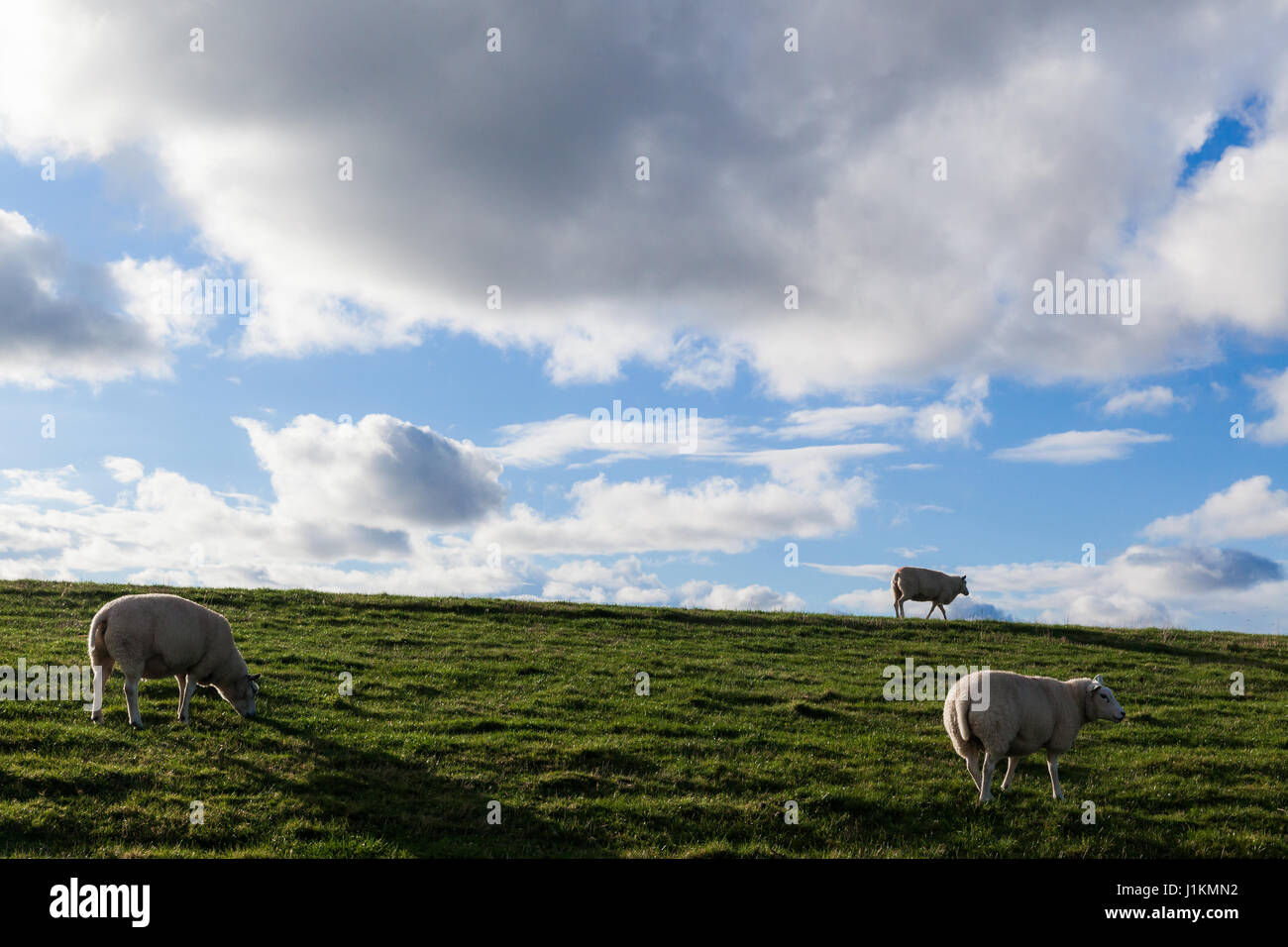 Pecore che mangiano erba su uno dei dighe su Texel nei Paesi Bassi Foto Stock