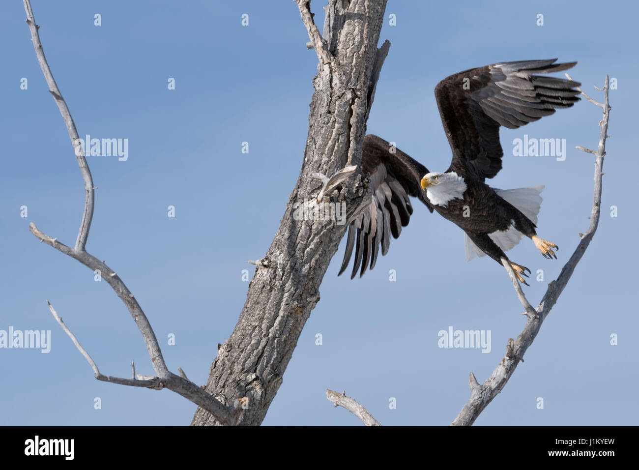 Aquila calva / Weisskopfseeadler ( Haliaeetus leucocephalus ) su una bella giornata invernale, tenendo fuori da un albero di pioppi neri americani, Yellowstone, Montana, USA. Foto Stock