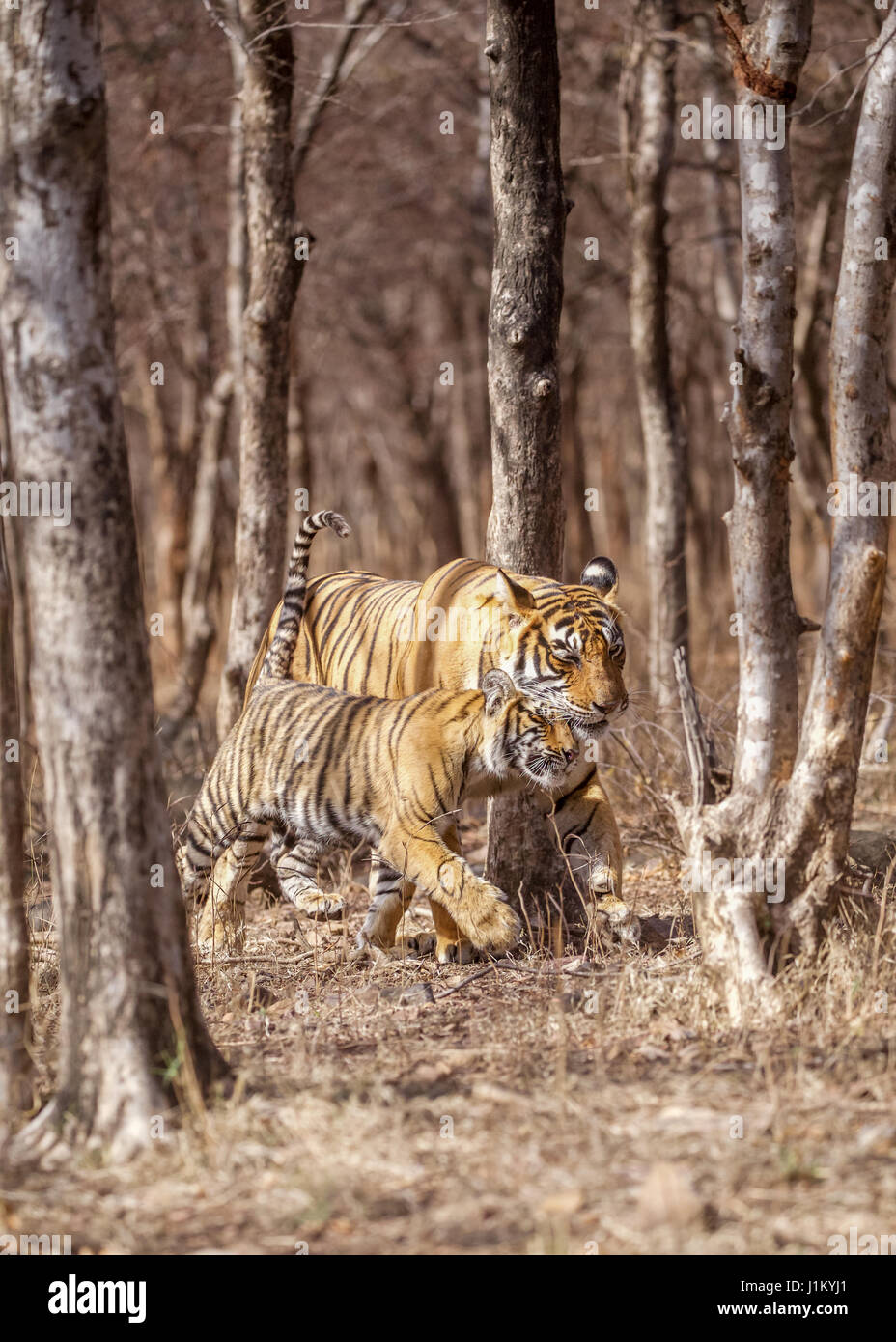 Tiger(Panthera tigris) e cub cuddling,ranthambore riserva della tigre,l'India Foto Stock