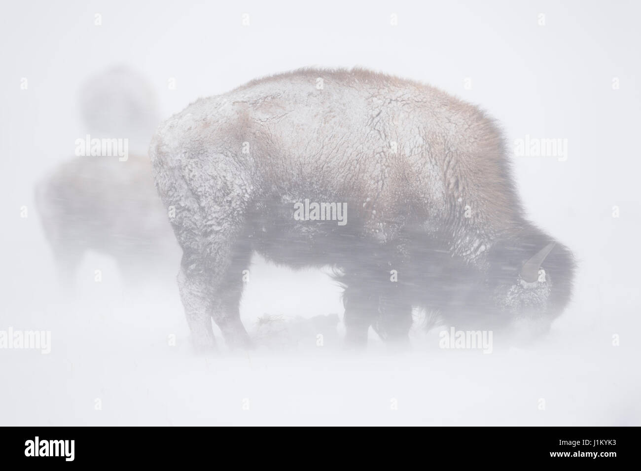 Bisonti americani / Amerikanischer ( Bison bison bison ) di Blizzard, lavori di soffiaggio della neve, hevy nevicata, alimentazione su erba, tempi duri in Yellowstone National P Foto Stock