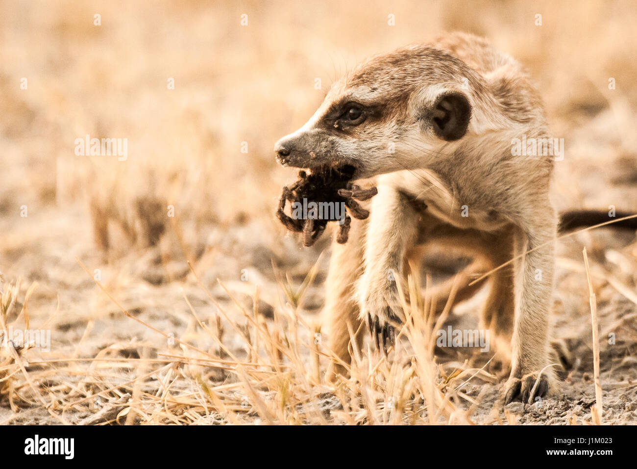 Suricate nella sabbia del deserto di Kgalagadi, Botswana, Africa Foto Stock