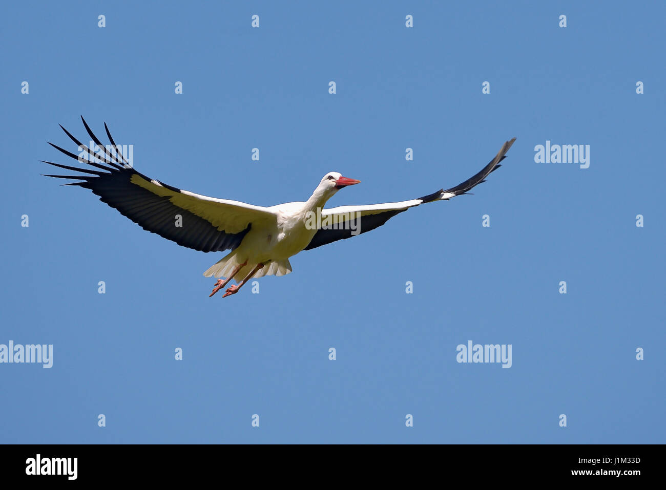 Cicogna bianca (Ciconia ciconia) in volo vista dal basso sul cielo blu sullo sfondo Foto Stock