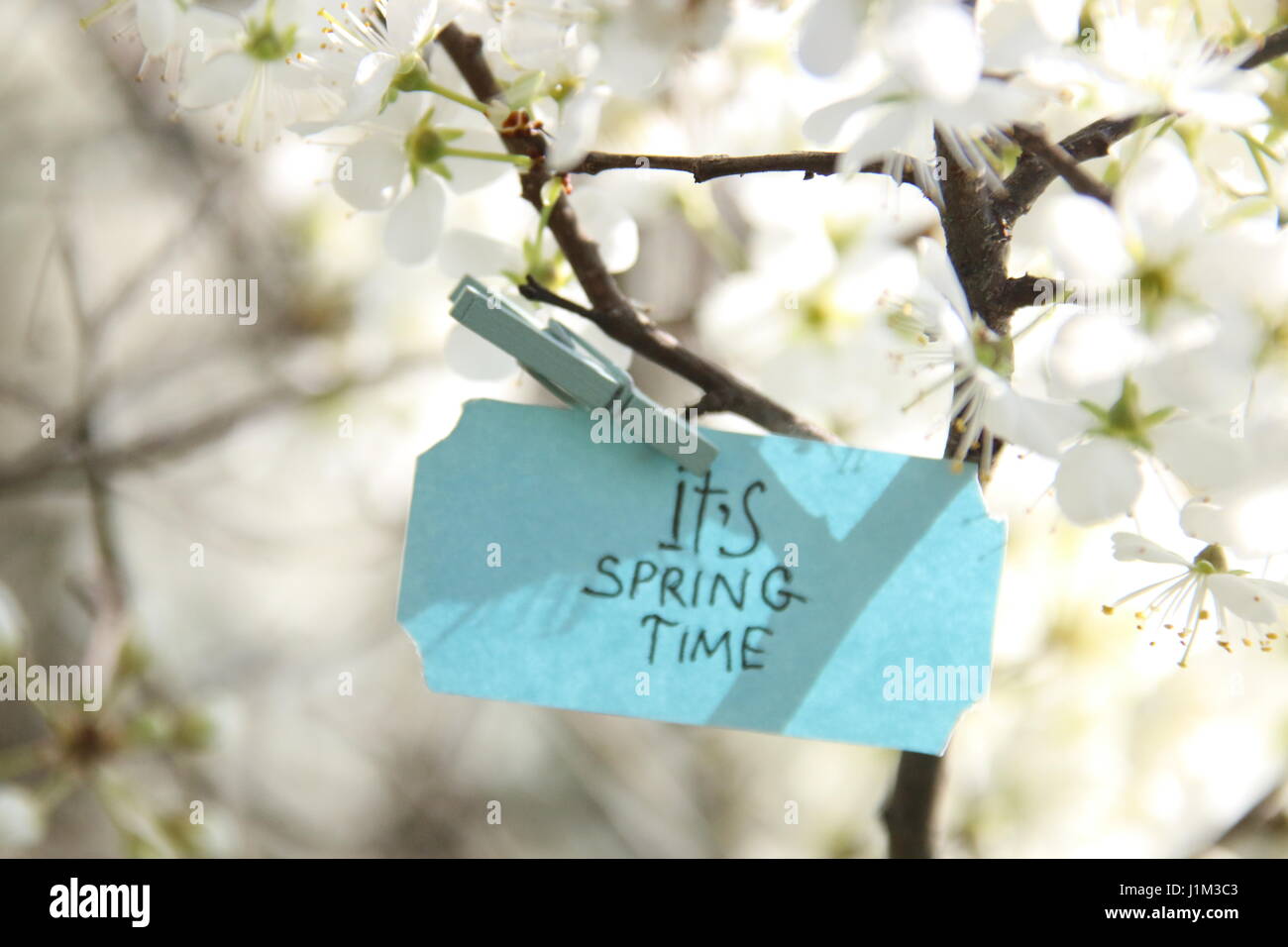 Il suo tempo di primavera Tag e fiori bianchi in primavera una giornata di sole Foto Stock