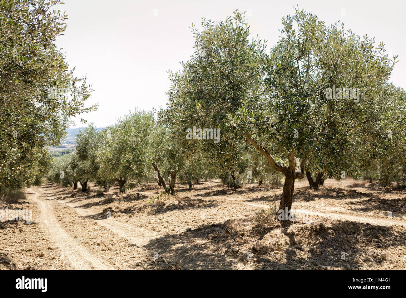 Ulivi secolari nel Mediterraneo Foto Stock