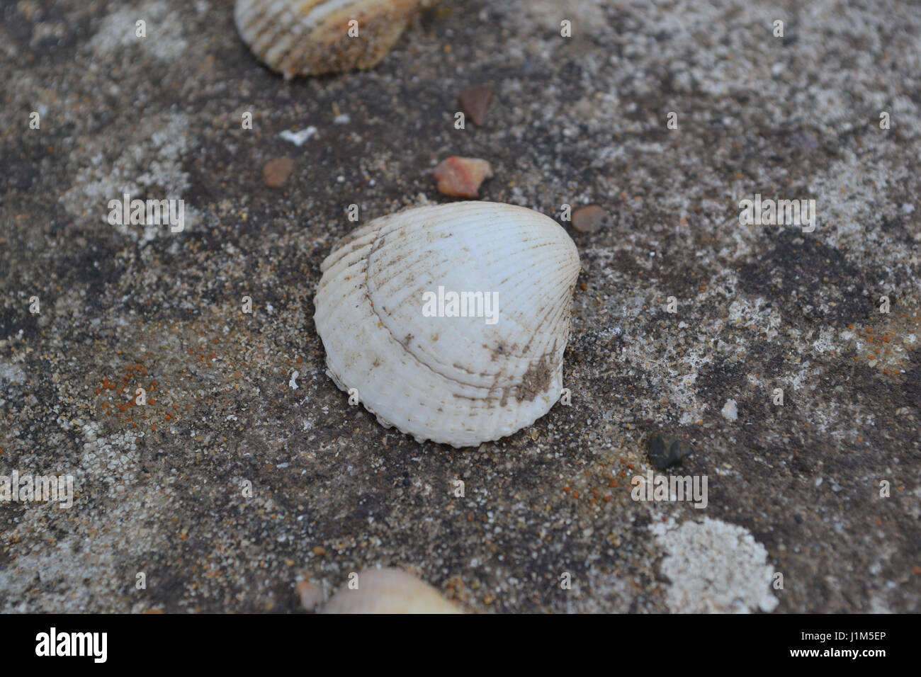 Beachshell Foto Stock