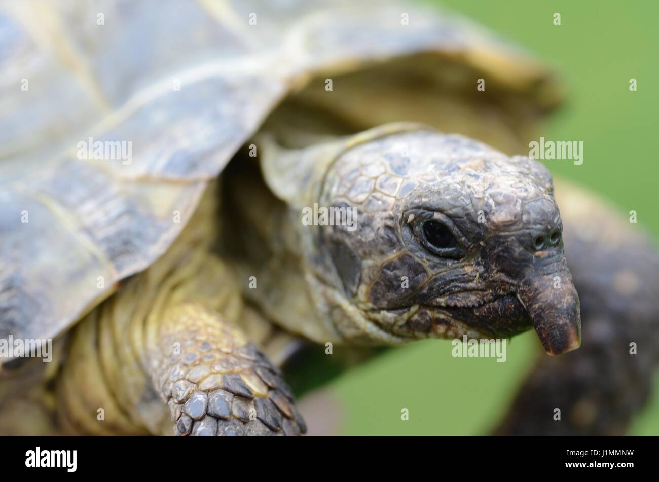 Close up di tartaruga pet Foto Stock