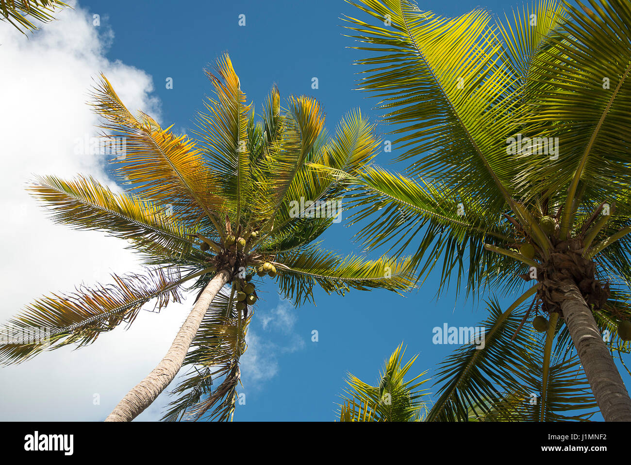 palme Foto Stock