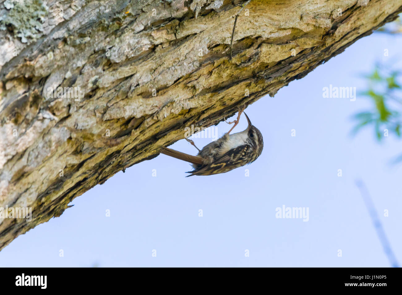 Un comune rampichino alpestre è la ricerca per foraggi su un albero Foto Stock