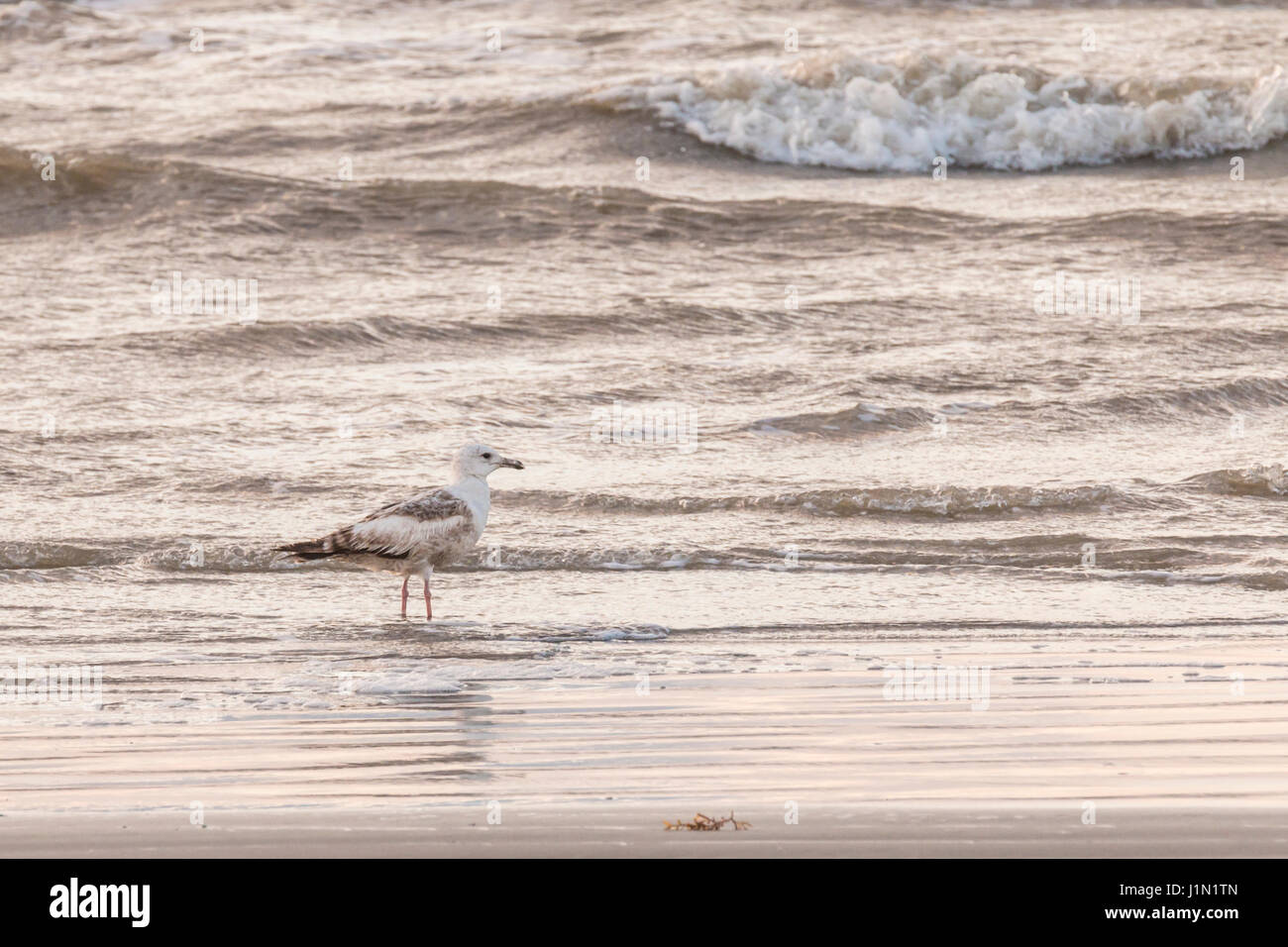 American Herring Gull con riflessioni su Galveston East Beach all'alba. Foto Stock